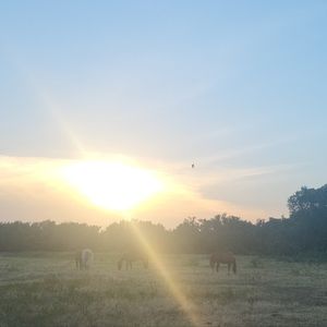 Meet your Posher, Bailey